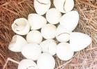 The 120 translocated quail have enjoyed a banner production year. At last count, researchers had documented 70 nests and 308 chicks. (Photo courtesy of Trey Johnson) Quail researchers optimistic in early stages of Pineywoods translocation effort