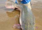 On April 7, light line specialist Art Weston of Union, KY., caught and released a 188-pound alligator gar on Sam Rayburn Reservoir using spinning gear and 4-pound test line. The fish is pending certification with the International Game Fish Association as a 4-pound line class world record for the species. Last September, Weston landed the IGFA All-Tackleworld record alligator weighing 283 pounds using 6-pound line, also on Sam Rayburn. (Photo by Kirk Kirkland) Article Image Alt Text
