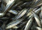 TPWD has used the ShareLunker program to completely rebuild its Florida bass hatchery program with female and male offspring from ShareLunkers with pure Florida genes. In time, every batch of largemouth bass fingerlings stocked in Texas lakes will be descendants of fish that grew beyond 13 pounds. (Photo by Matt Williams) Article Image Alt Text
