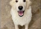 PET OF THE WEEK Bingo