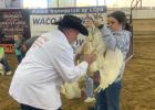 LCFA Market Turkey Show, March 19, 2024/ Mitchell Pate photo.