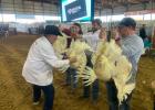 LCFA Market Turkey Show, March 19, 2024/ Mitchell Pate photo.